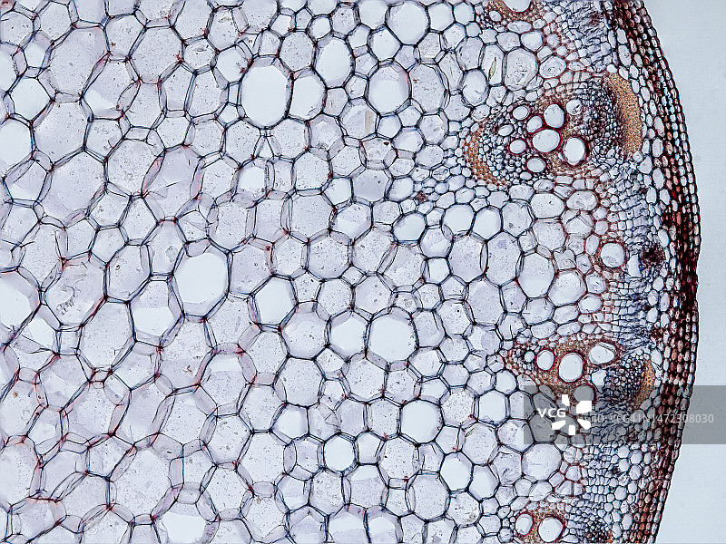 显微镜下的大丽花茎横截面图片素材