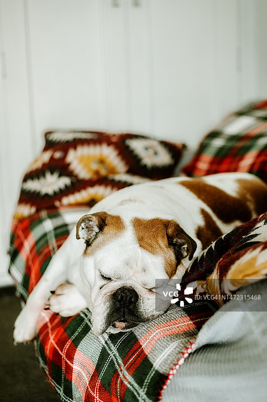 可爱的英国斗牛犬在家里的沙发上睡觉图片素材