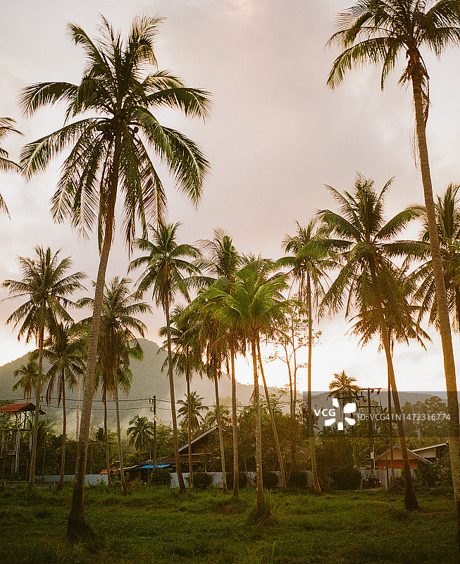 日落时分的椰子树图片素材