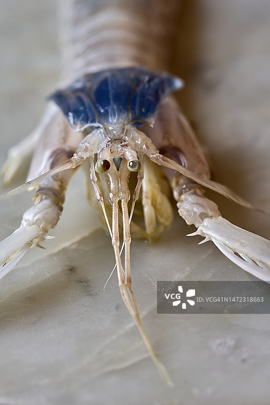 厨房中的皮皮虾图片素材