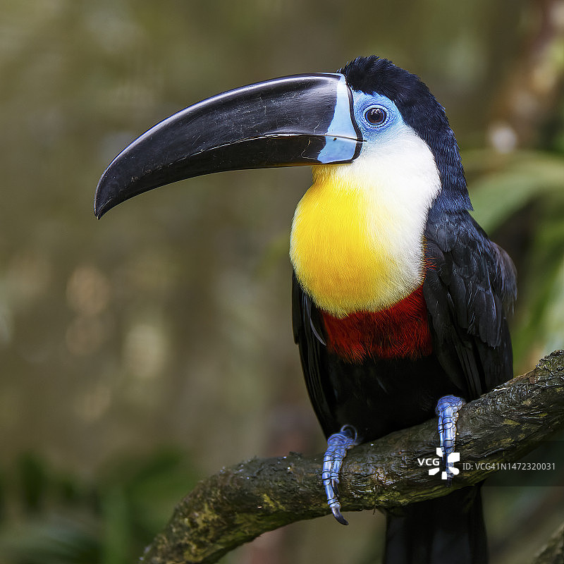 栖息的巨嘴鸟看着镜头图片素材