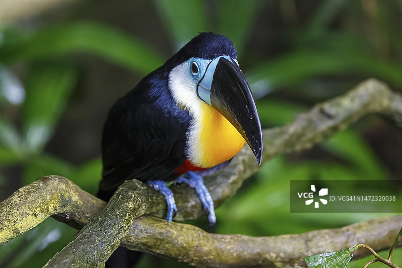 栖息的巨嘴鸟看着镜头图片素材