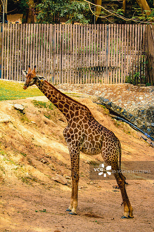 长颈鹿图片素材