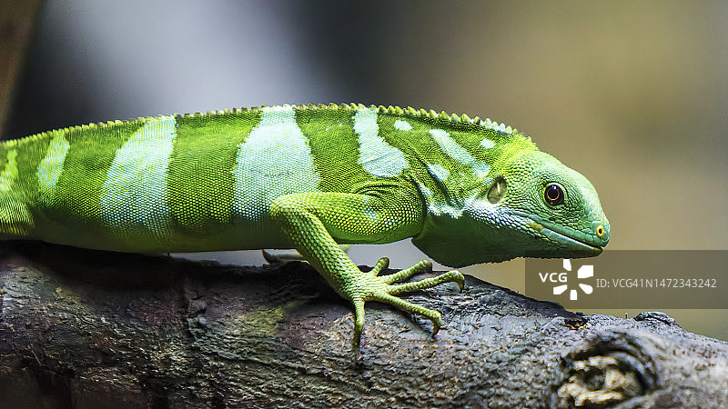绿鬣蜥图片素材