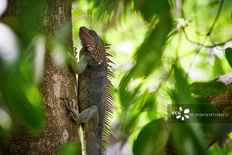 树干上的绿鬣蜥图片素材