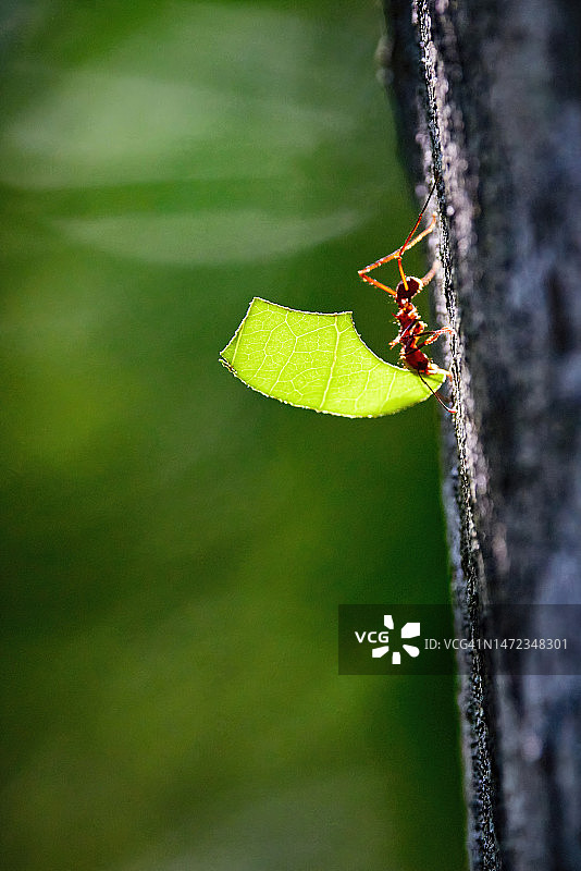 切叶蚁特写图片素材