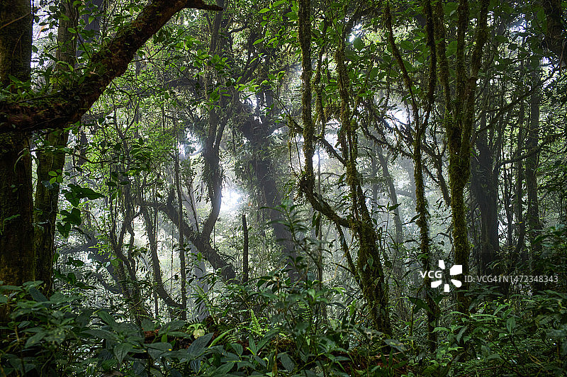 哥斯达黎加热带雨林云雾森林图片素材