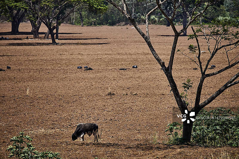 在棕色田野里吃草的公牛图片素材