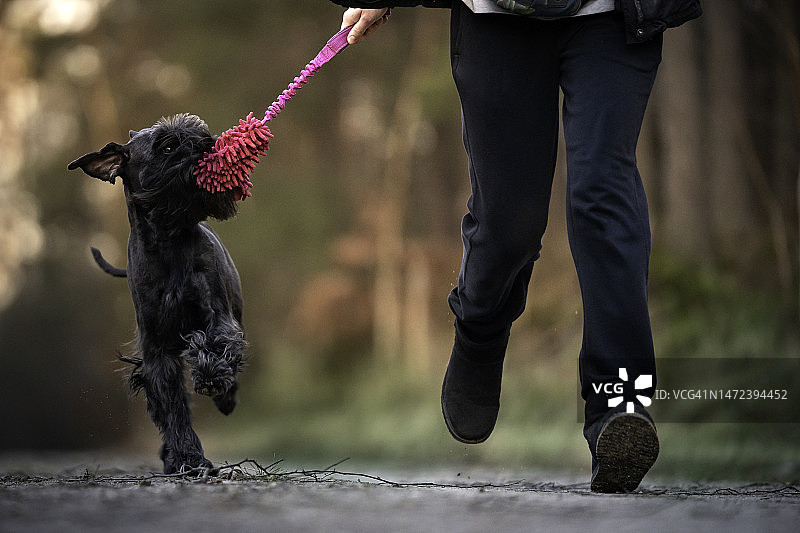 男子用玩具和他的狗玩耍图片素材