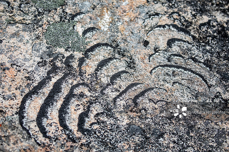 北极地衣图片素材