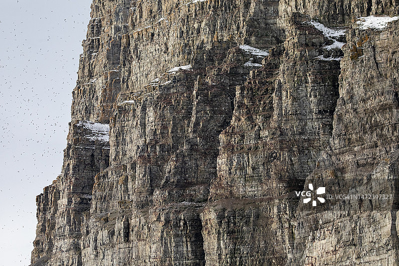 加拿大的海鸟悬崖图片素材