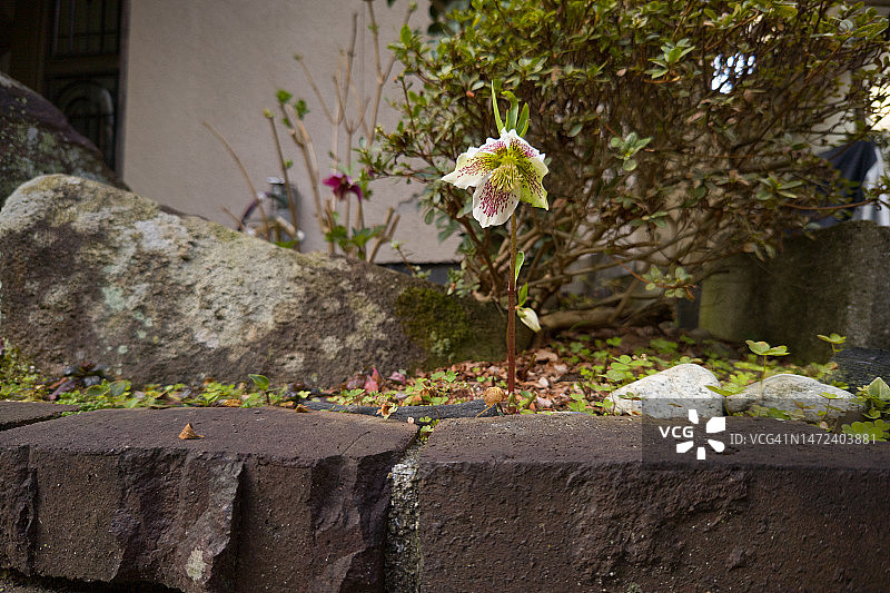 白色圣诞玫瑰图片素材