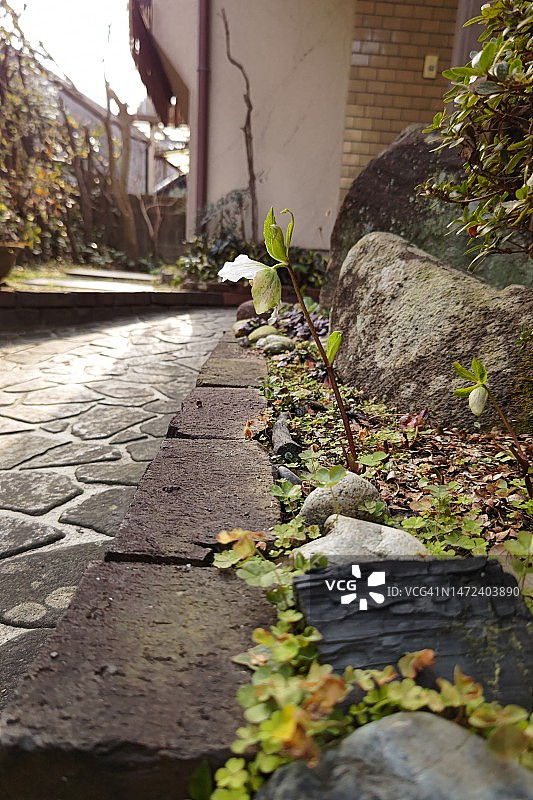 白色圣诞玫瑰图片素材