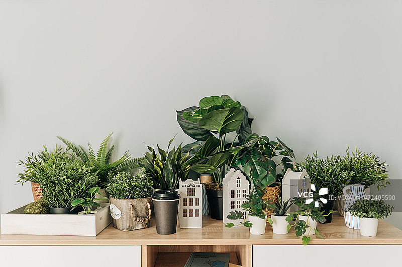 种植在黑色花盆中的人造琴叶榕和龟背竹图片素材