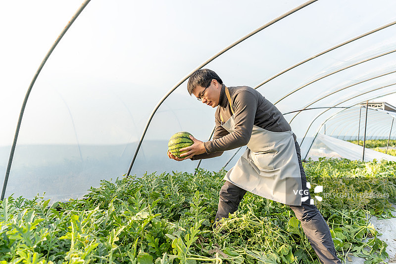 男农民在温室里收获成熟的西瓜图片素材