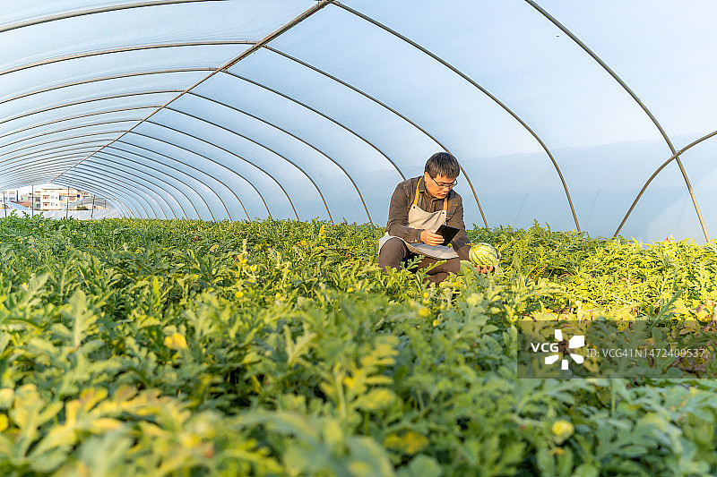 男农民在温室里收获成熟的西瓜图片素材