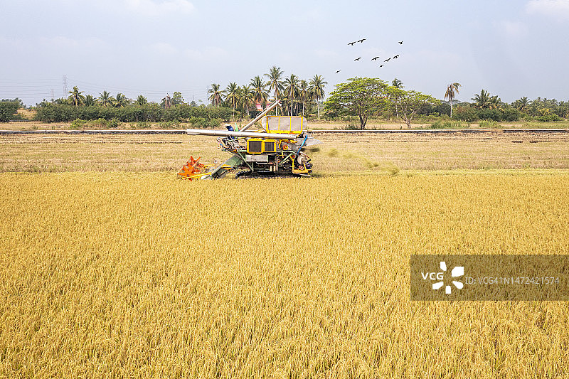 成熟水稻的秋收图片素材