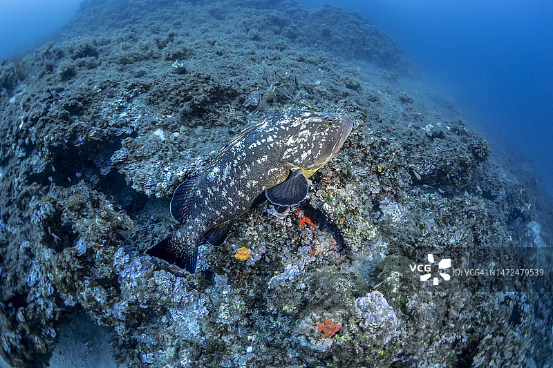 褐石斑鱼图片素材