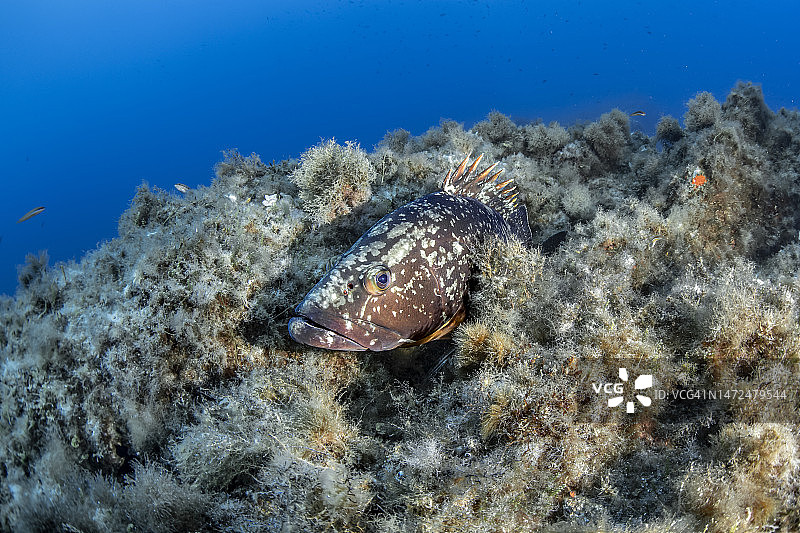 褐石斑鱼图片素材