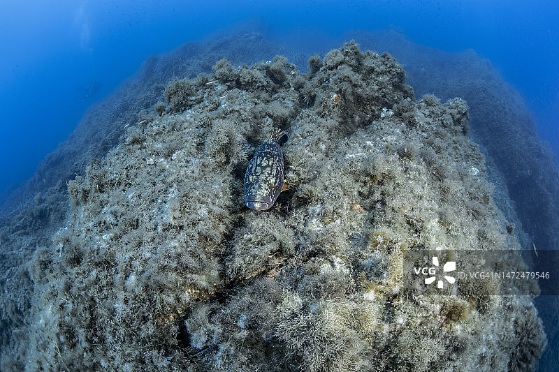 褐石斑鱼图片素材