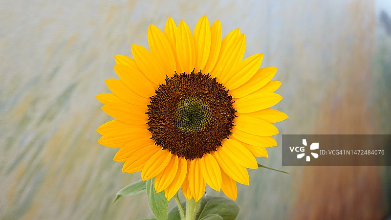 向日葵图片素材