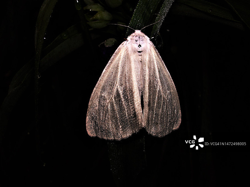 有毒的黄色蛾，有毒的蛾科图片素材