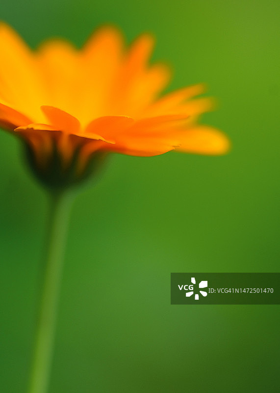 绿色背景上的橙子图片素材