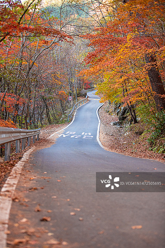 江原道麟蹄郡芳台山自然休养林枫叶路图片素材