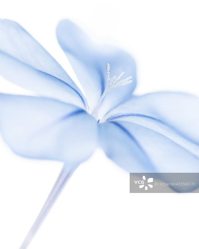 蓝雪花图片素材