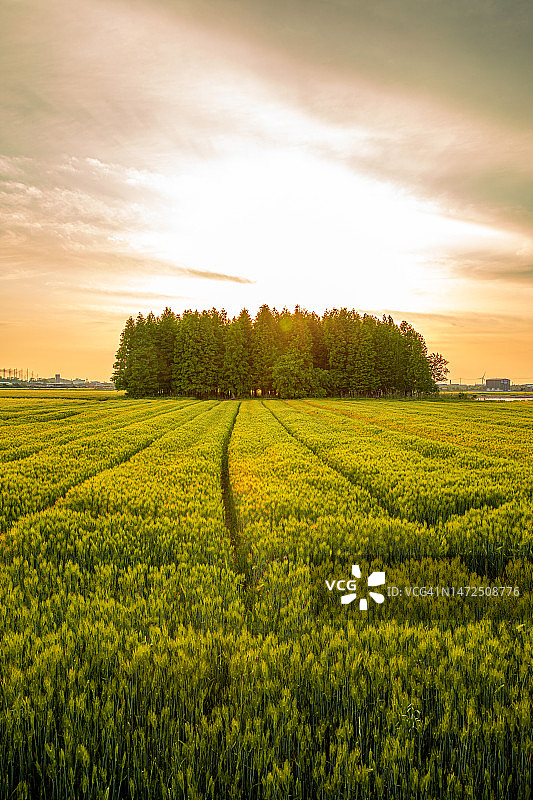全罗北道群山青稞田图片素材
