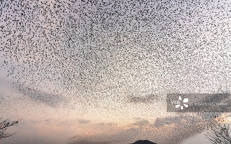 舒川郡鹤群舞图片素材