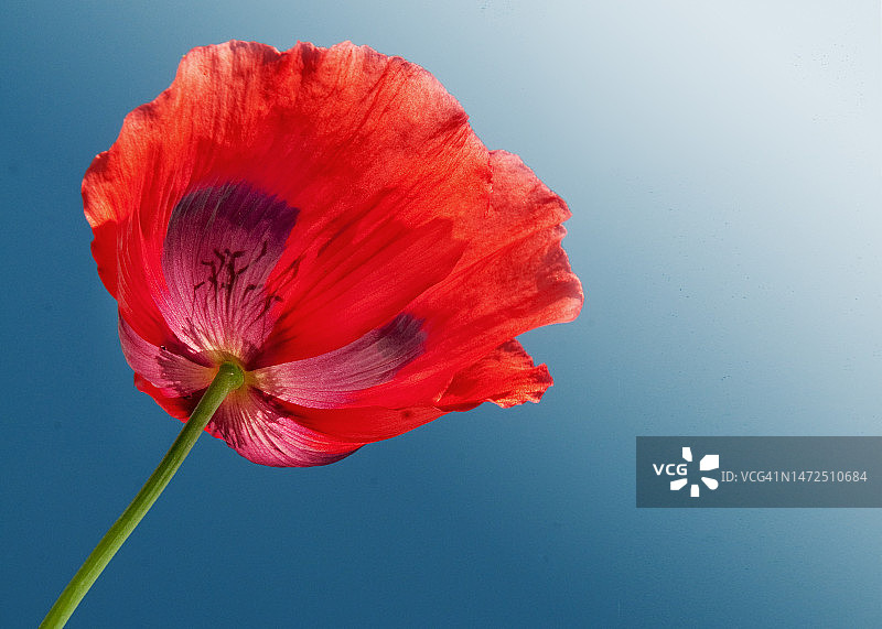 红色罂粟花图片素材