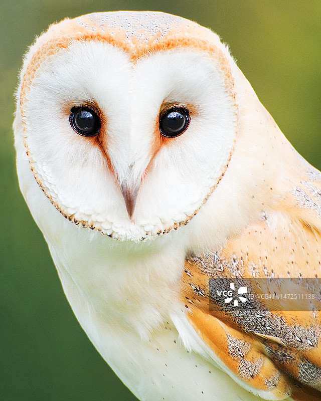 精品枭图片素材