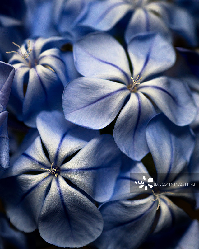 蓝雪花图片素材