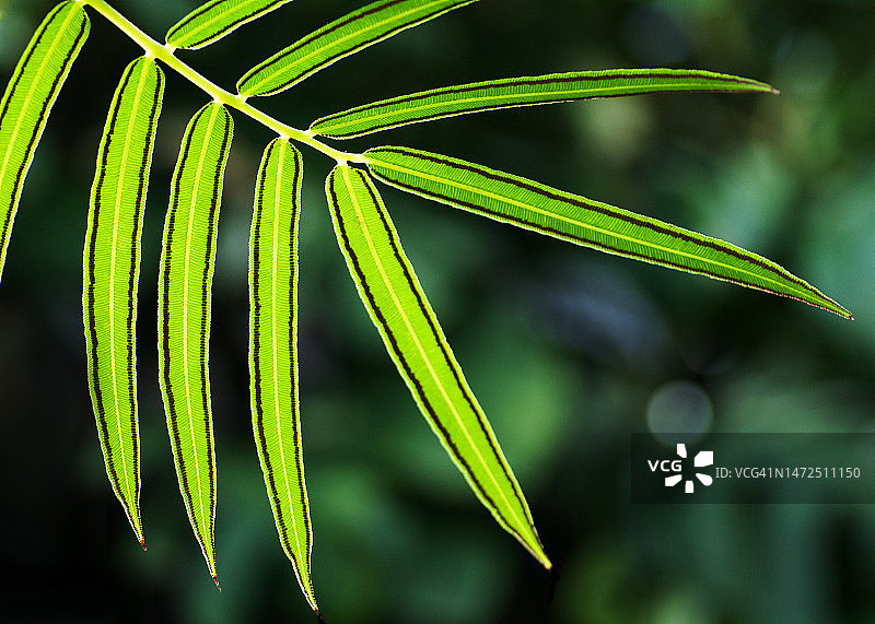 蕨类叶图片素材