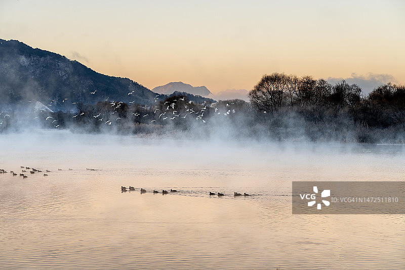 春川昭阳江的昭阳江水禽，江原道图片素材
