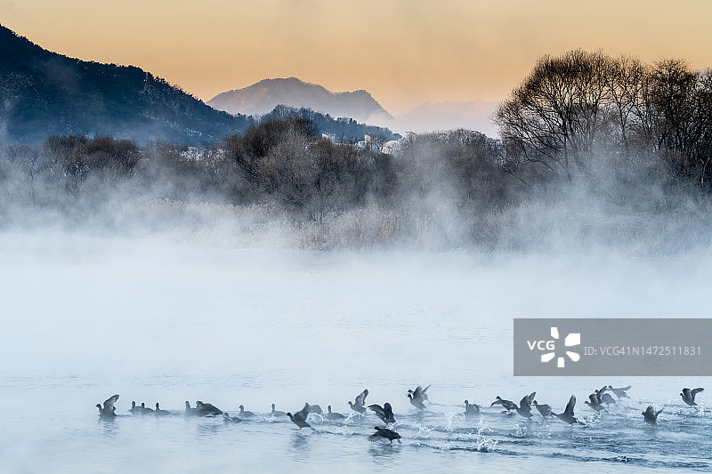 春川昭阳江的昭阳江水禽，江原道图片素材