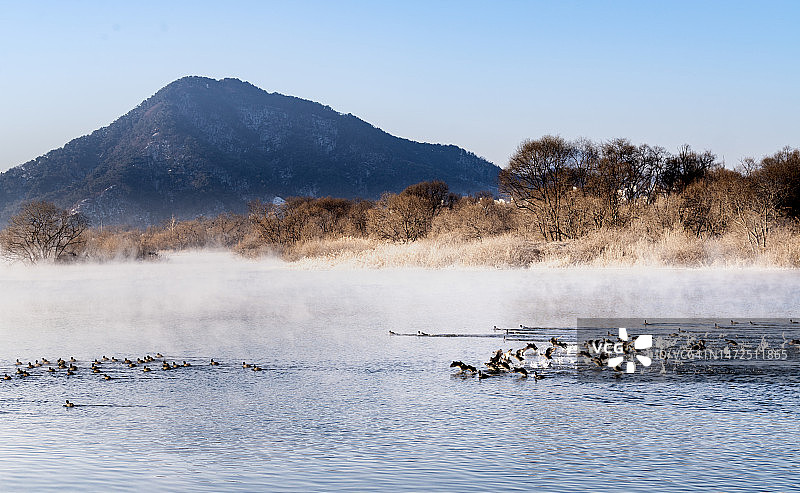春川昭阳江的昭阳江水禽，江原道图片素材