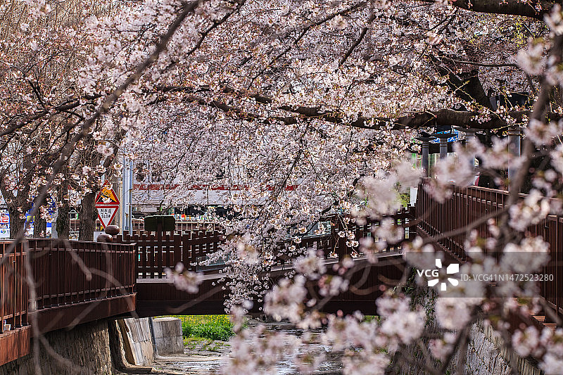 庆尚南道昌原市镇海区余佐洞余佐川樱花图片素材