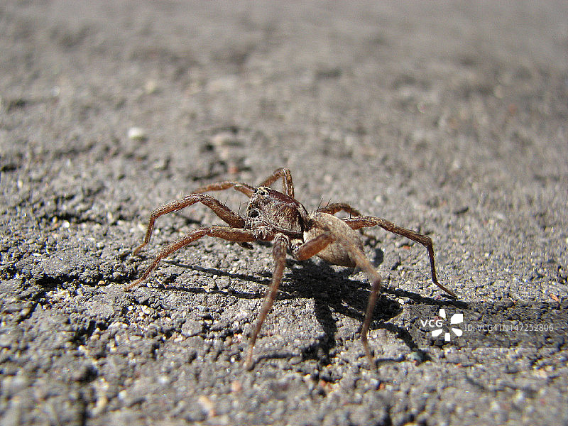 城市蜘蛛图片素材