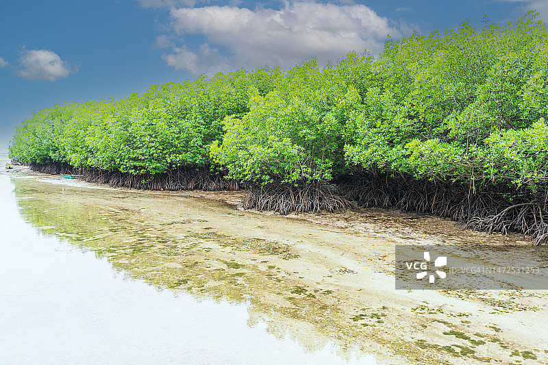 菲律宾宿务省班塔延岛红树林沼泽图片素材