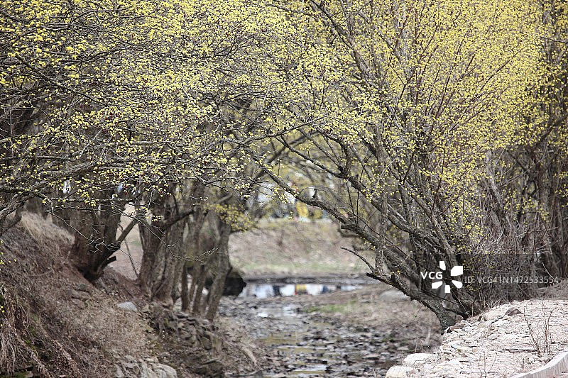庆北义城郡舍谷面山茱萸7街图片素材
