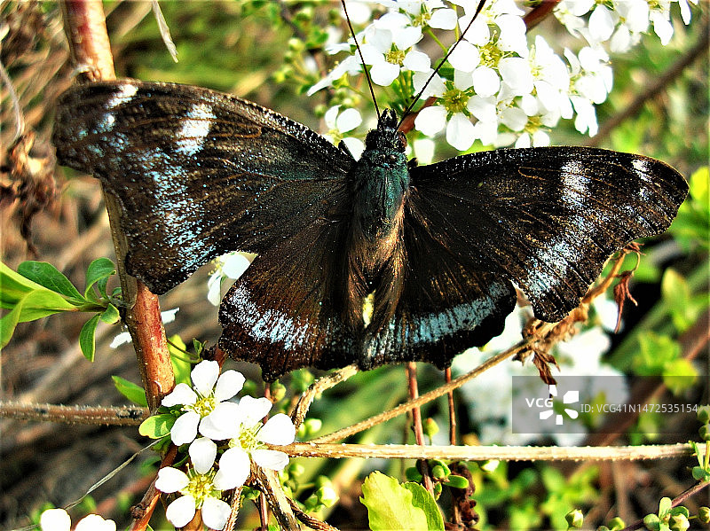 蓝色蝴蝶图片素材