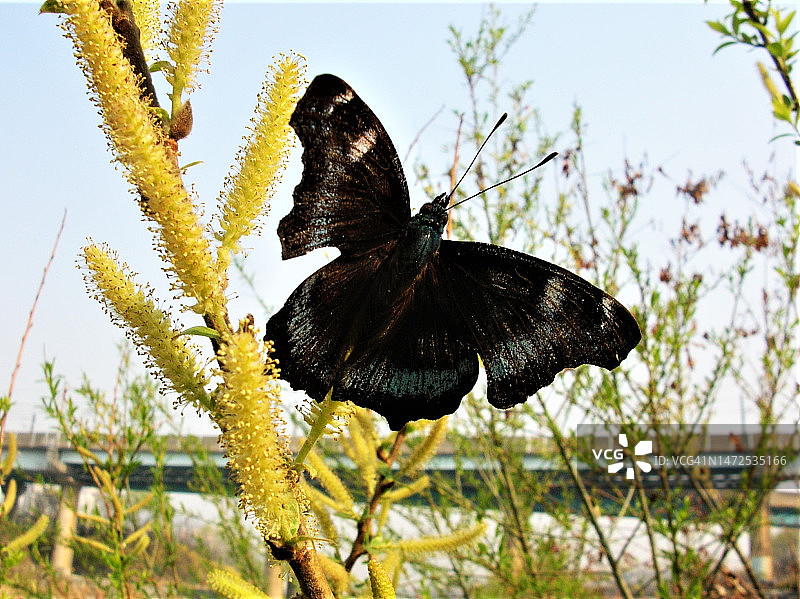 蓝色蝴蝶图片素材