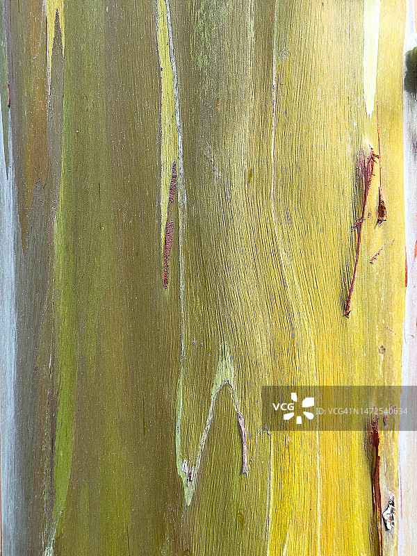 澳大利亚桉树图片素材