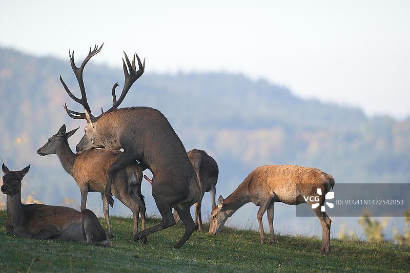 德国巴伐利亚阿尔高地区发情期成年红鹿图片素材