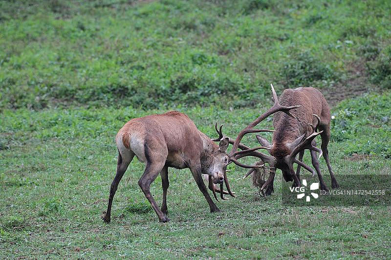 匈牙利西部：马鹿争斗场景图片素材