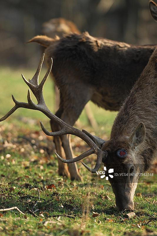 德国巴伐利亚阿尔高地区，一根角已脱落的赤鹿图片素材