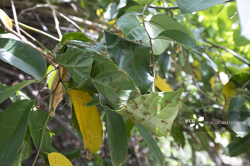 织叶蚁的巢穴，泰国依善地区图片素材