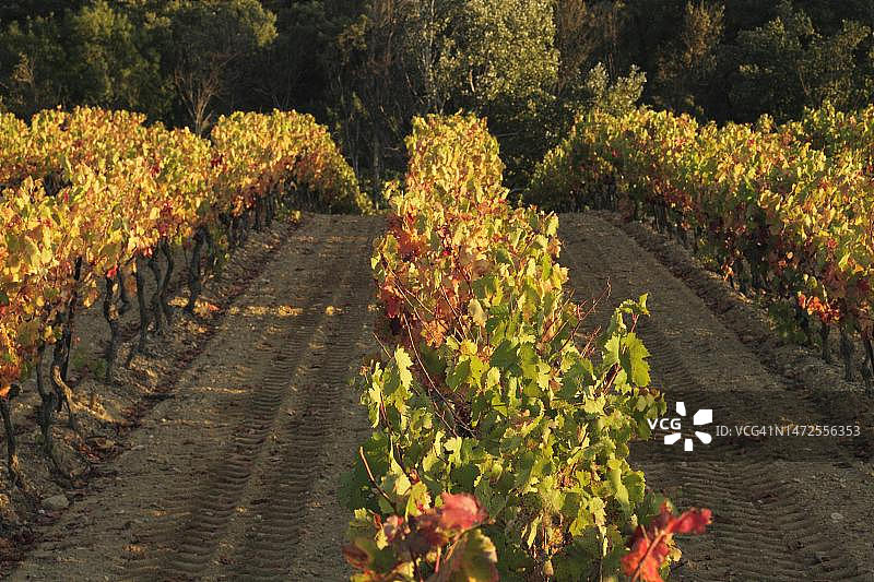 法国普罗旺斯的秋季葡萄园图片素材
